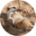 Типстер ChiziFlani