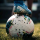 Типстер King of soccer