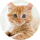 Типстер Redcat