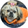 Типстер Krzyszto