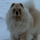 Типстер snowchow